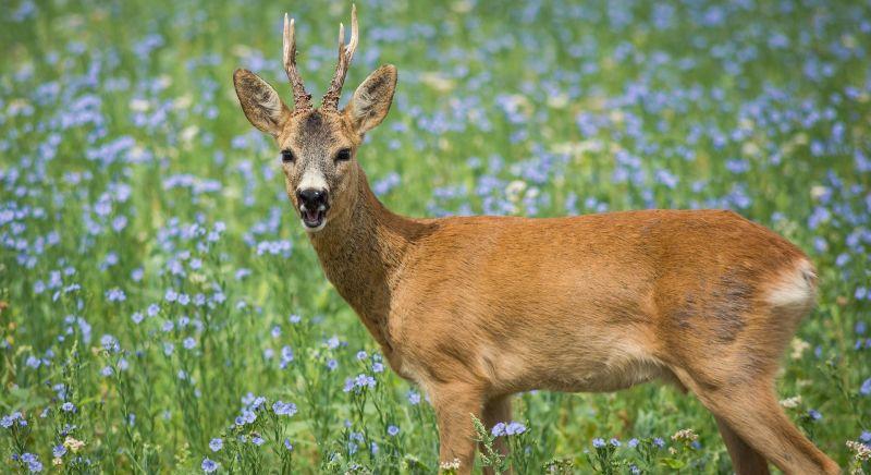 Megölte a rábahídvégi motorost az őz, a mentősök is megsérültek