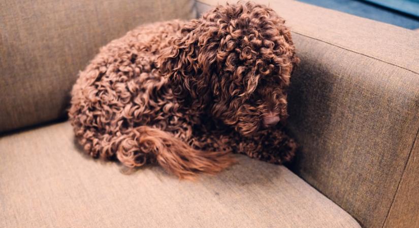 Miért ás a kutya a kanapén és a fekhelyén?