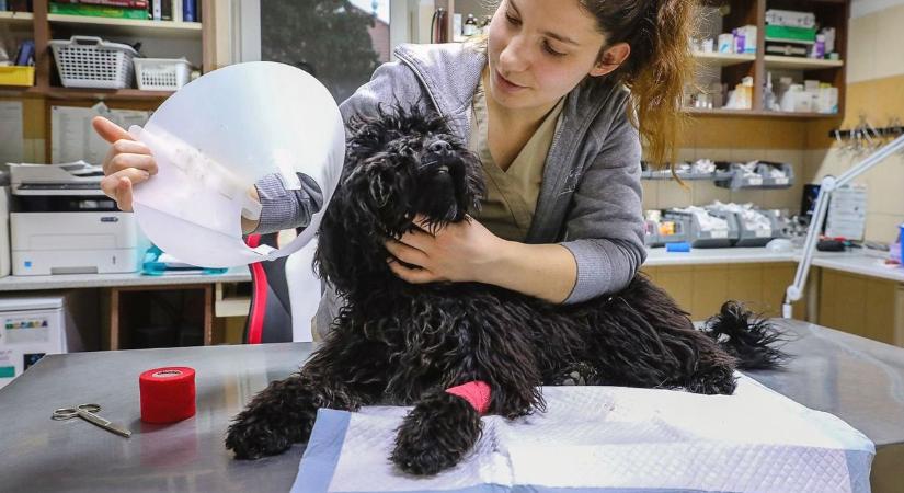 Megmentette a daganatos kutya életét a mesterséges intelligencia: csoda vagy veszélyes játék?