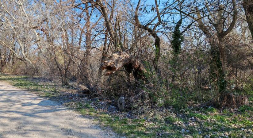 Orrszarvú Dunaújvárosban, megnyitott a Baracsi úti Arborétum