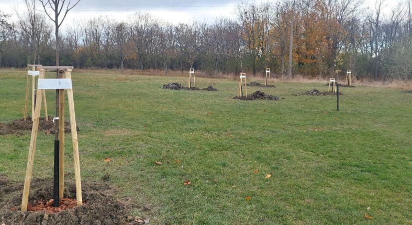 Bíztató számok az erdők napja alkalmából: öt év alatt 200 millió fával gazdagodtunk