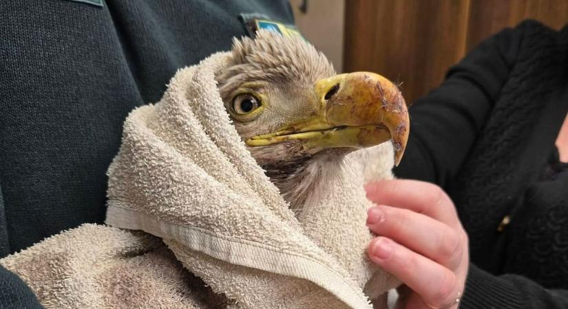 Sérült rétisast találtak Hosszúperesztegnél - A vizsgálatok szerint rálőhettek