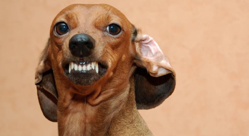 Kiket harapnak meg leggyakrabban a kutyák? A kutatók szerint ezeket az embereket