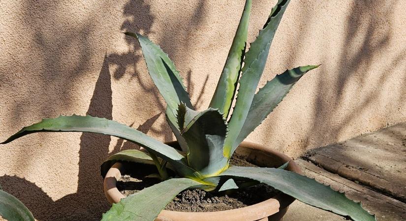 A piaci növény, aminek története van