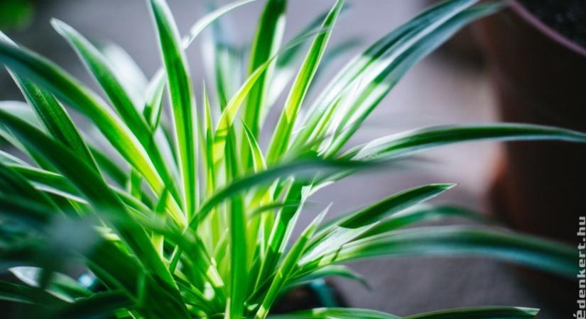10 szobanövény, ami remekül érzi magát a legsötétebb szobában is