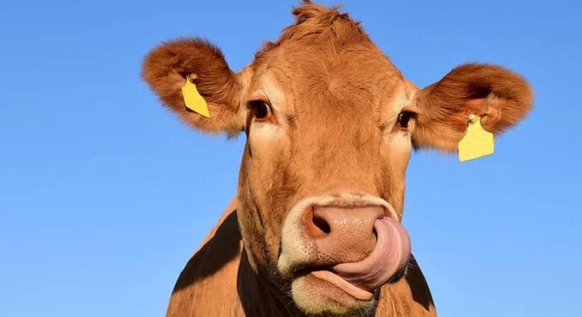 Szarvasmarha került bajba Biharkeresztesen