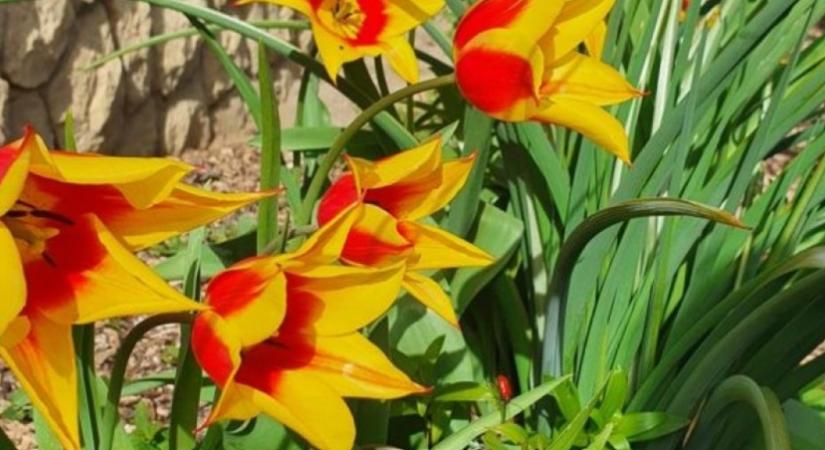 Miért nem virágzik a tulipán? Elmondjuk