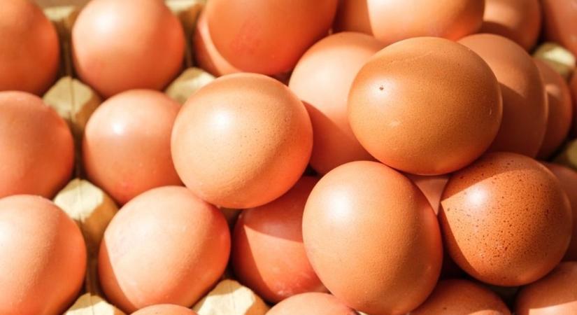 Ukrán szennyezett tojás árasztotta el Európát: nem lehet követni, milyen termékekbe került bele – Magyarország hiába szólt