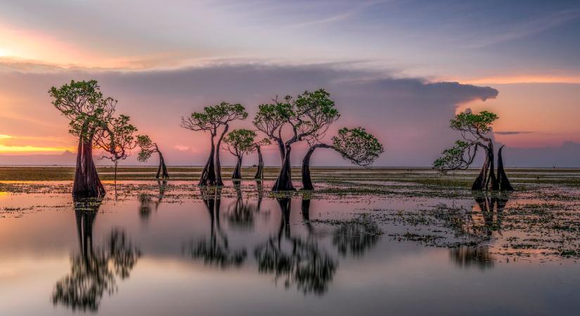 A mangrove erdők megvédhetnének a pusztító viharoktól – De akkor mi az akadály?
