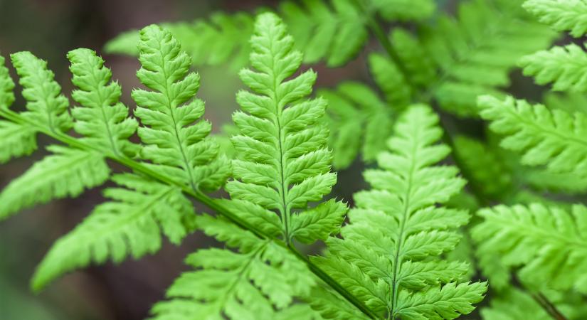 Védett páfrányfajok Magyarországon