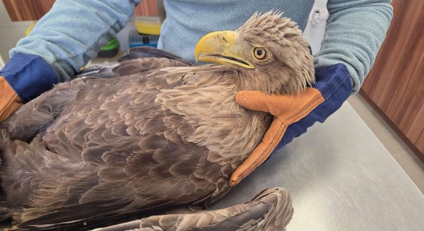 Jó kezekbe került a röpképtelen, sérült rétisas