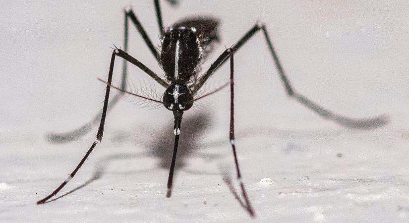 Felnőtt tigrisszúnyogokat azonosítottak Pécsen