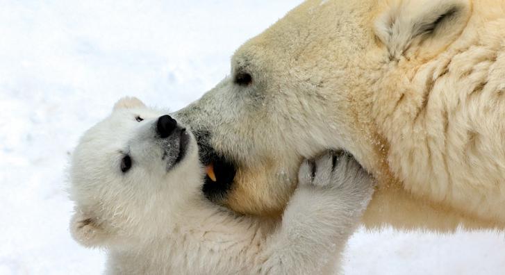 Harcoskedvű jegesmedve bocs robbantja ma a cukiságbombát