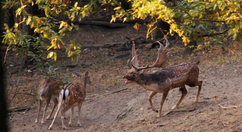 Egyre többen választják az erdei kikapcsolódást – mutatjuk a legjobb Tolna vármegyei célpontokat