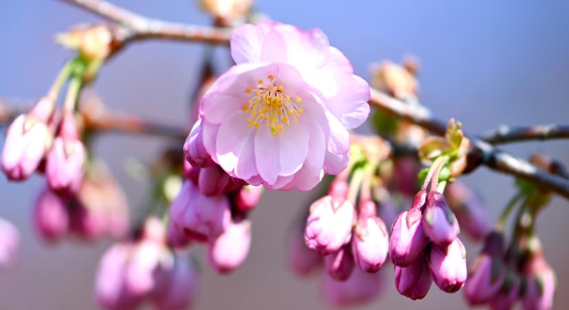 Tavaszi idillből viharos káosz: szél tépi szét az országot