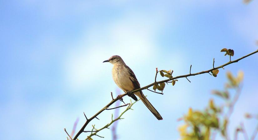 A tavasz egyelőre csak ígérgeti magát, ne higgyünk neki!