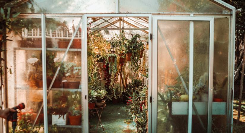 Aggasztó felfedezés: túléli a magyar telet a halálos kórokat terjesztő trópusi rovar