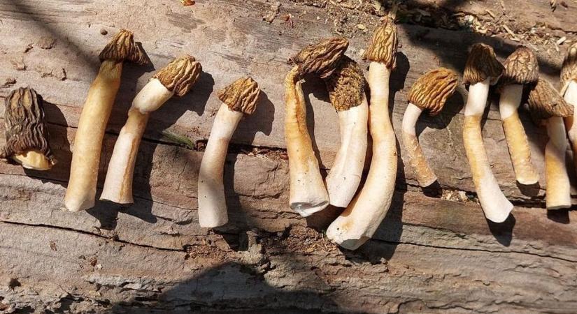 Tavaszi luxuscsemege az erdőből, amiért rajonganak a gombakedvelők