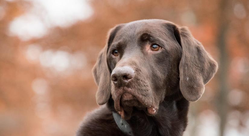 Zavarta a kutya ugatása