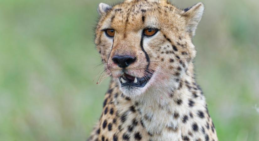 Több ezer éves gepárdmúmiák segítettek feltárni egy eltűnt szaúdi populációt (videó)