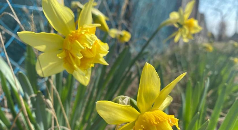 Tavaszi csend és színek: a természet apró csodái Fejérben (galériával, videóval)