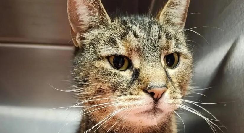 Öt év után került elő az eltűnt kiscica – videón a megható találkozás