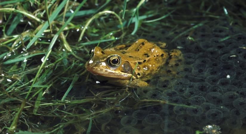 A lakosság segítségét kérik Magyarországon: különleges akció indul itthon