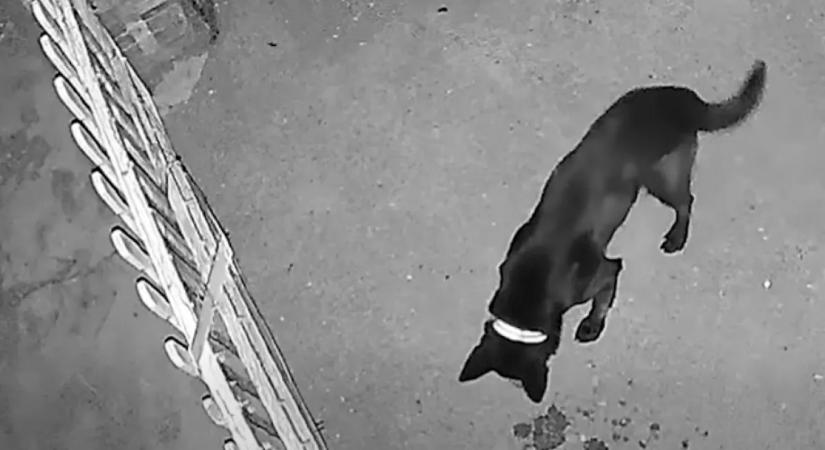 Zavarta a kapuvári nőt egy szomszéd kutya ugatása: amit tett, borzalmas
