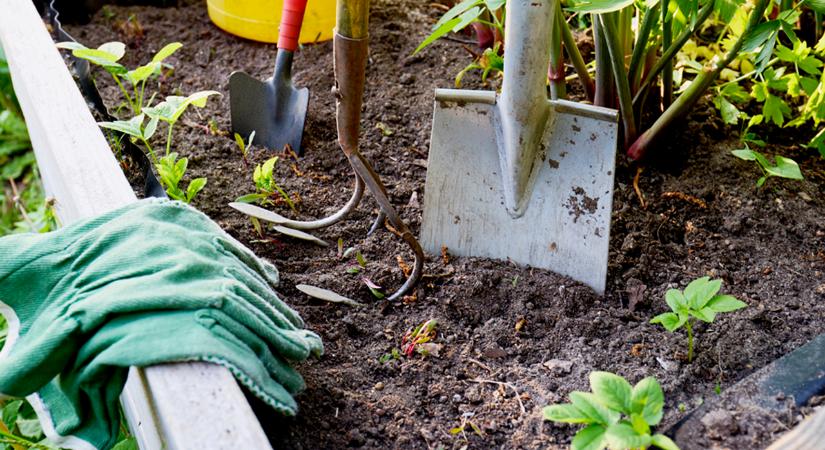 Ez lehetne a magyar kertek új szupernövénye