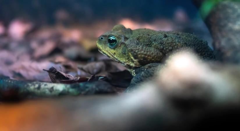 A vízóraaknák, pincék fogságába került békák megmentésére kéri a lakosságot az MME