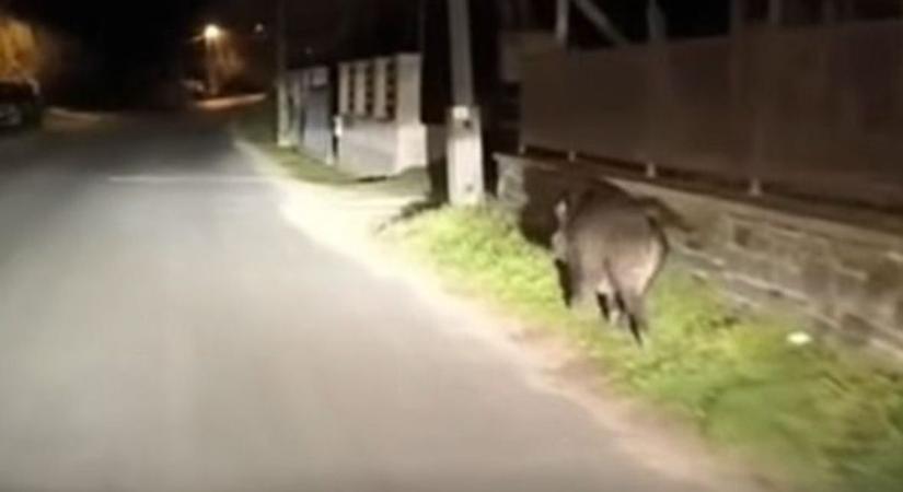 Videón, ahogy a vaddisznó az utcán sétál – bármikor jöhet a baj az utakon