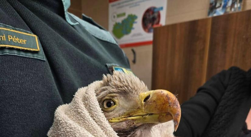 Rálőhettek a levegő királyára? Sérülten találták meg Zala mellett