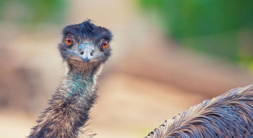 Ausztrál kalandor Kajdacs határában (videó)