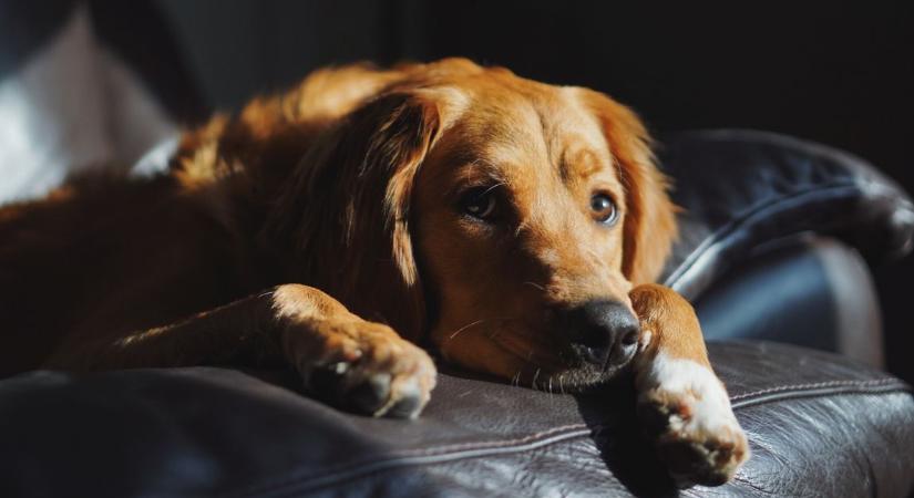 Ez a 6 legbújósabb kutyafajta: ők mindig a gazdi mellett akarnak ülni