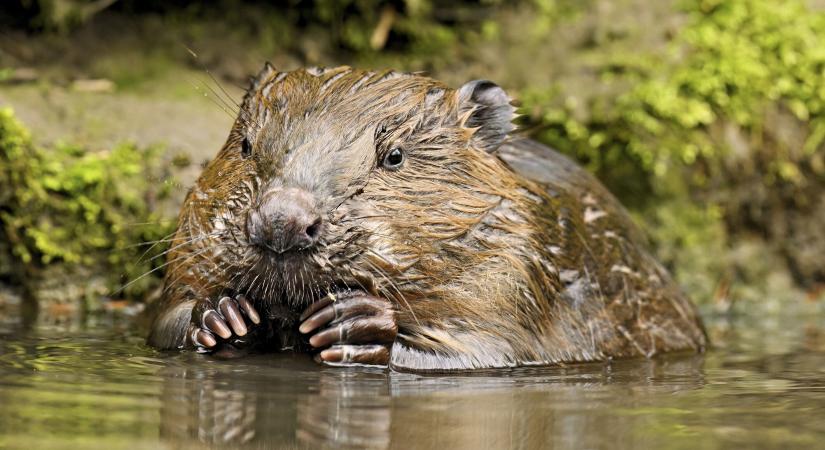 Olyat tudnak a hódok, amire az ember sem képes – Súlyos természeti problémát oldhatnak meg