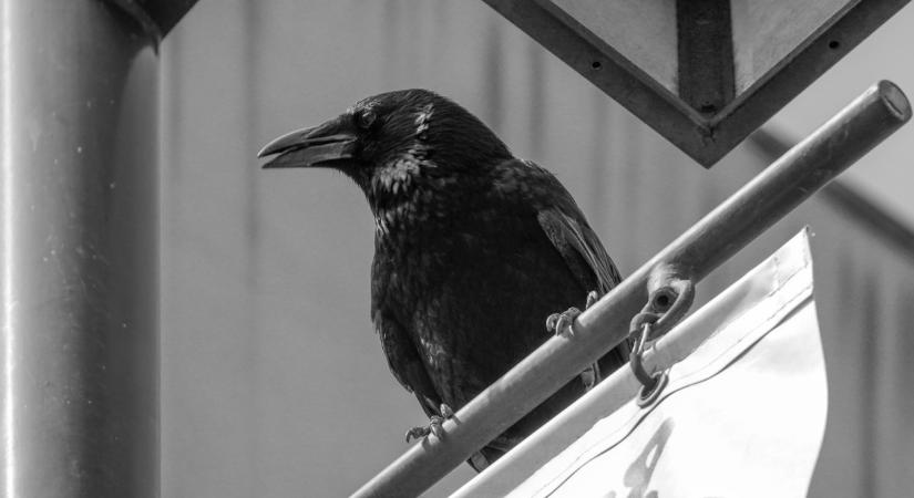 Ellepték a varjak a népszerű balatoni üdülővárost: hiába a kidobott milliók, a helyzet egyre durvább