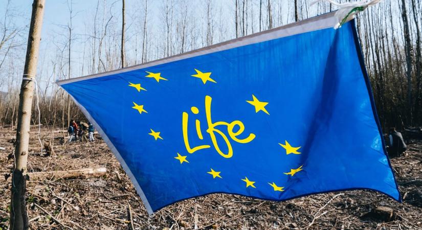 Megújul a Mocsáros, őshonos erdőt telepítettünk!