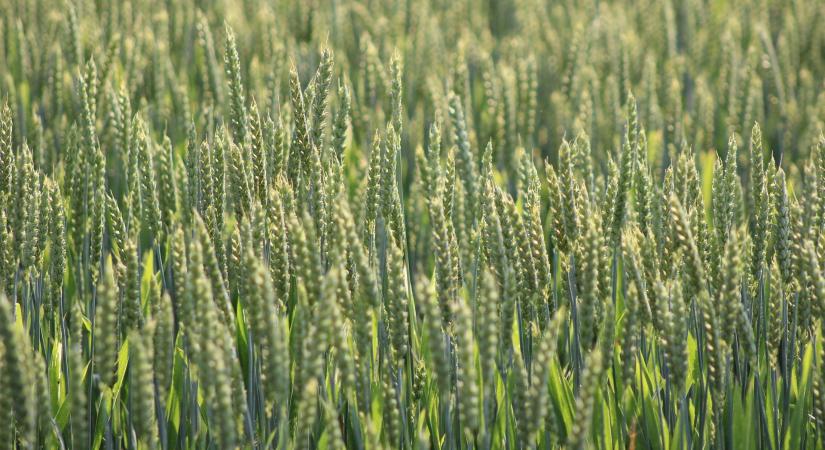 Jól teleltek a kalászosok, felértékelődik a tudatos technológia