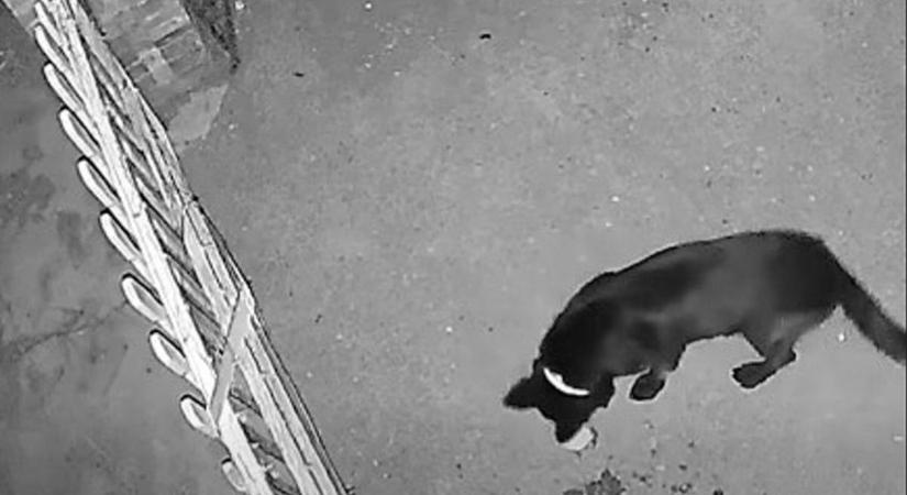 Fagyállós hússal mérgezte meg a szomszéd kutyáját, zavarta az ugatása - videó