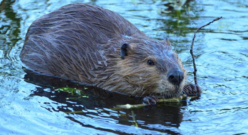 Váratlan eredményt hozott a friss kutatás: egy rágcsáló lehet az emberiség titkos fegyvere a klímaharcban