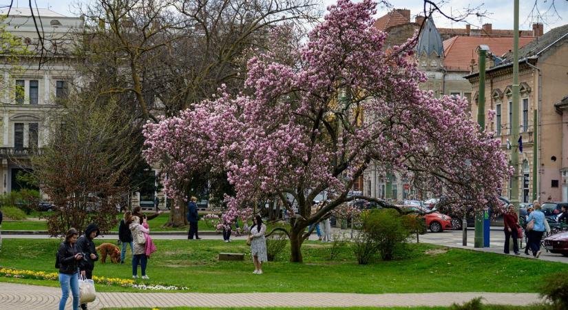 Szeged matuzsálem büszkesége