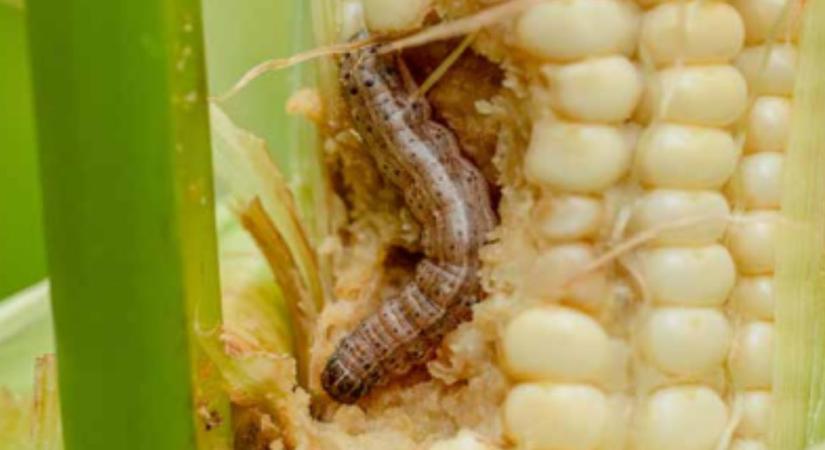 Akár 1500 petét is rakhat: az inváziós kártevő, amely észrevétlenül tarolhatja le a magyar földeket