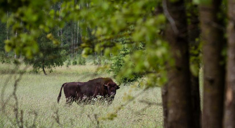 Bölényeket gázolt halálra a Bölény IC Lengyelországban