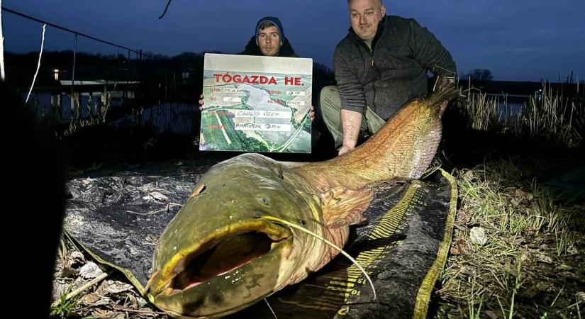Brutális halszörny: új tórekord született a mostani versenyen - ennyit nyom a hatalmas harcsa