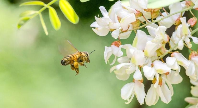 Női kezek alatt jobban zsonganak a méhek?
