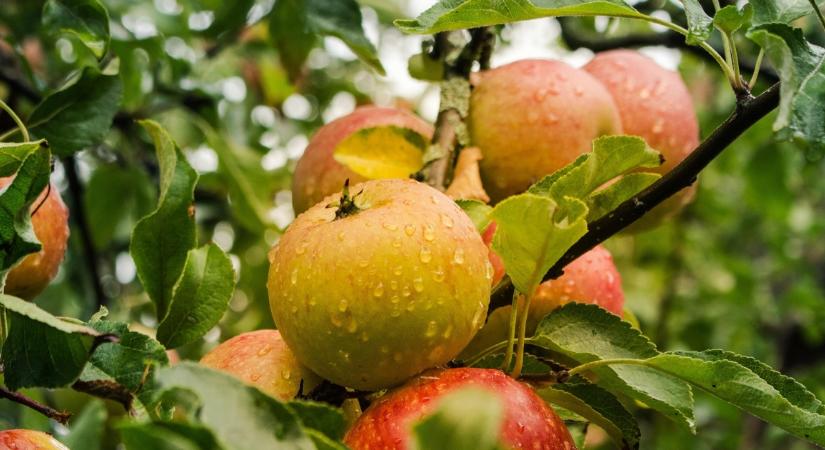 Régi gyümölcsfajtákat menthetünk Debrecenben