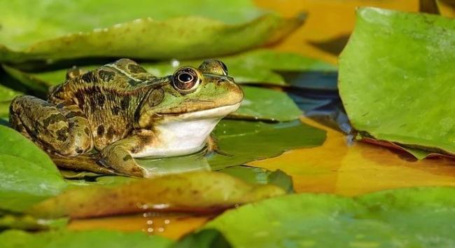 Az eltévedt békák megmentésére kérik az embereket a természetvédők