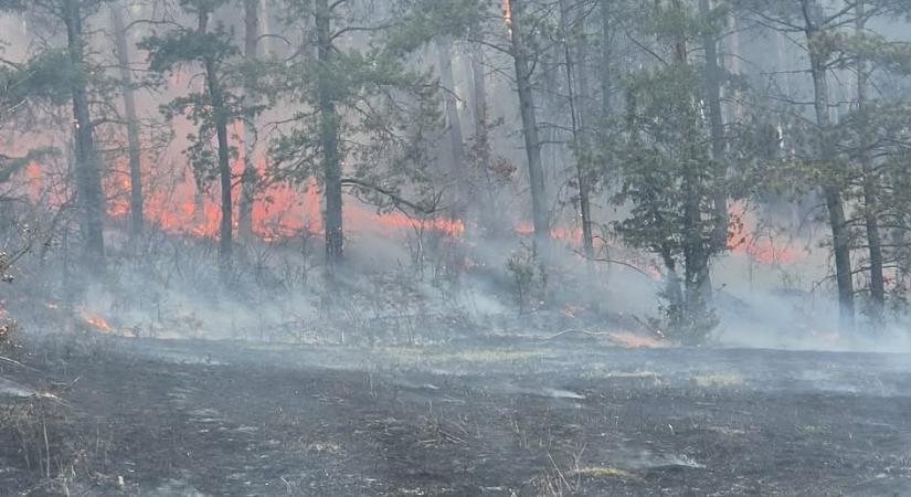 Vegetációs tüzeknél és lakástűznél is oltottak a tűzoltók hétvégén
