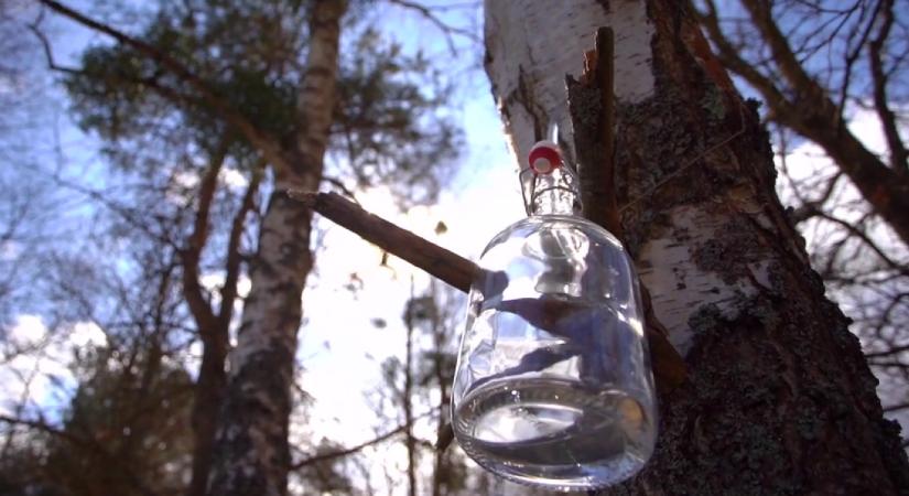 Viricselés – régi tudomány, aminek ma is nagy hasznát vehetjük