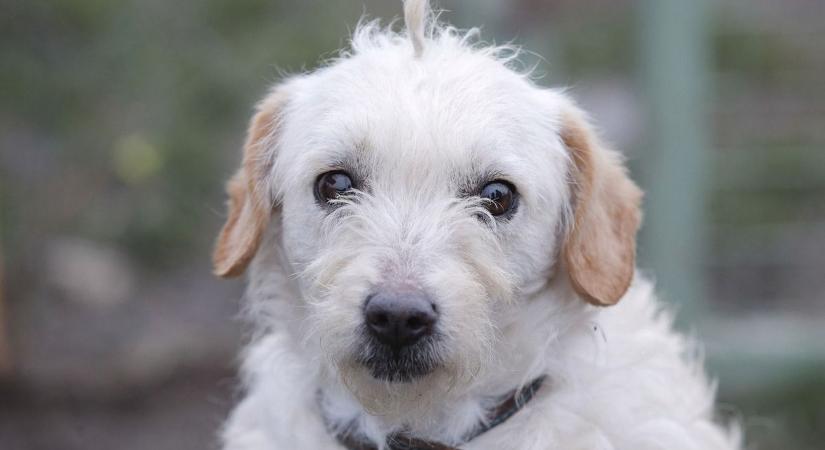 Akár 150 ezer forintos bírság is jöhet – ezt kell most elintézniük a kutyatartóknak